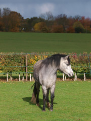 Pretty Welsh Pony