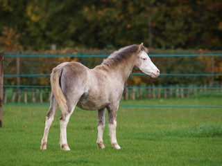 Obraz na płótnie Canvas Pretty Welsh Foal