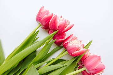 Spring flowers, bouquet of pink tulips on a white background with copy space