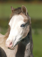 Obraz na płótnie Canvas Blue Eyed Pony Headshot