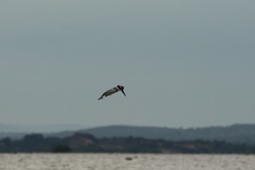 Fototapeta na wymiar Pied Kingfisher in Tanzania, Lake Victoria