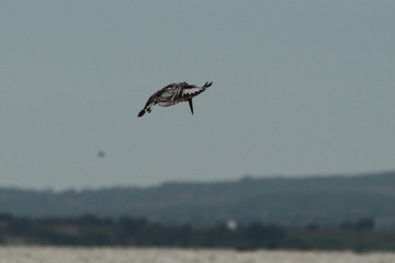 Pied Kingfisher in Tanzania, Lake Victoria