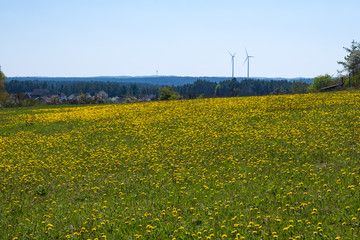 Eine Wiese mit blühendem Löwenzahn in der Fränkischen Schweiz/Deutschland im Frühling