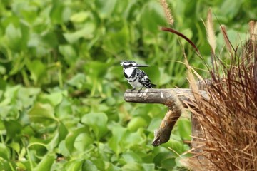Pied Kingfisher in Tanzania, Lake Victoria