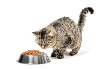 gray cat mongrel with a bowl of dry food