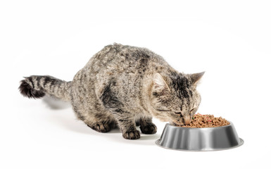 gray cat mongrel with a bowl of dry food
