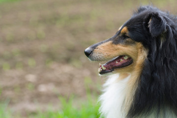 Collie