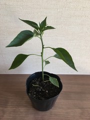 Trees in the hand, Earth's day's environment is in the hands of the trees that grow seedlings. White background, forest conservation concept