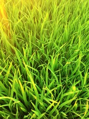 Small grass top in the morning, rice planting, rice fields, grass fields