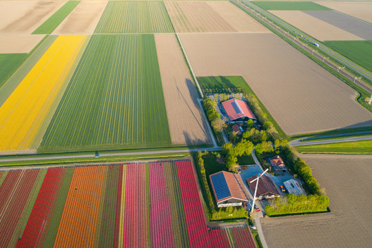Aerial view of tulip planted fields in the Dronten area. Spring in the Netherlands