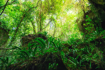 Wild rocky forest in France