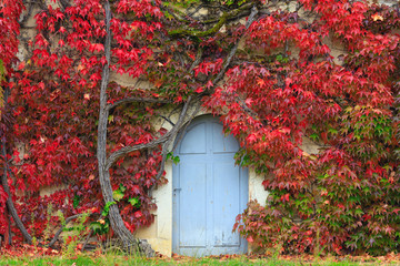 Old creeper covering a home wall