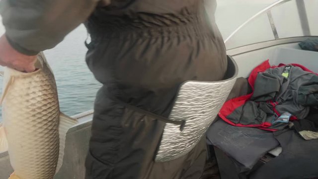 White fisherman in warm clothes gets a large sazan off the hook. Men's leisure and hobby.