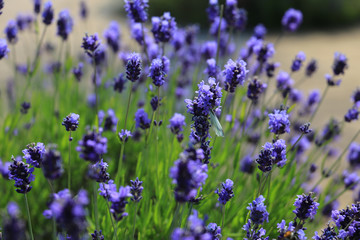 lavender close-up in summer with great colors