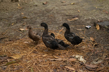 Group of beautiful wild duck.Ducks meeting in the courtyard