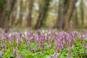 Parkanlage Johanneshain Quedlinburg
