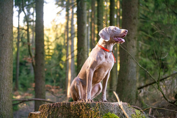 weimaraner vorstehhund im revier mit signalhalsband