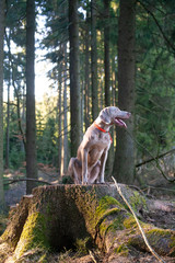 weimaraner kurzhaar sitzend im wald mit einem signalhalsband