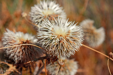 Inflorescences and thorny bushes of the Mediterranean maquis of the island of Crete in Greece.