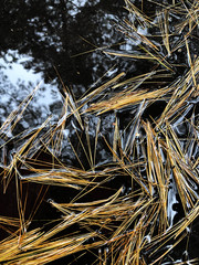 Fallen leaves in a puddle
