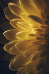 Obraz premium Petals of yellow chrysanthemum close-up. Macro photo. Floral abstract background image. The concept of spring, summer, women's day, mother's day, birthday, holiday, celebration. Copyspace.