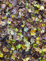Fallen foliage