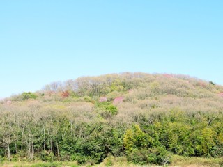 Fototapeta na wymiar 山桜　春　日本の田舎