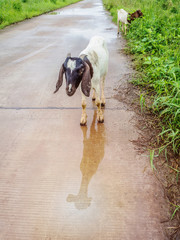 Goats are standing and go out to eat grass after the rain. It looking at the reflection of sunshine is in the puddles that on street.