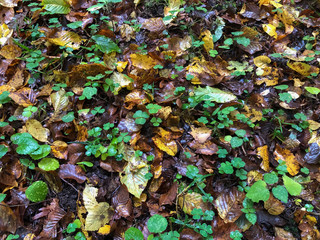 Fallen foliage
