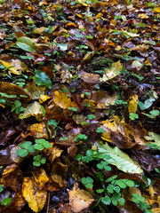 Fallen foliage
