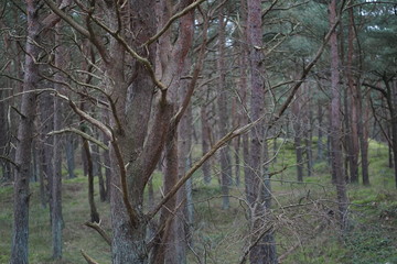 Gnarled pine trees, pine forest at baltic sea coast