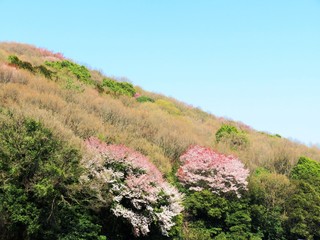 山桜　春　日本の田舎
