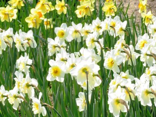 ラッパ水仙　春　日本の田舎