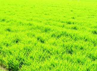 麦の芽吹き　春　日本の田舎