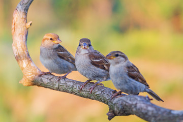 sparrows sit side by side in a line
