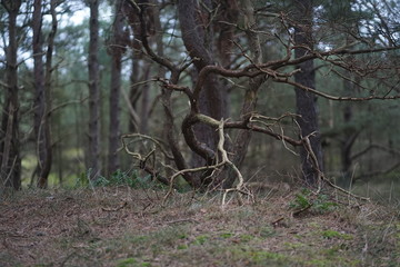 Gnarled pine trees, pine forest at baltic sea coast