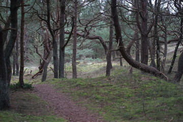 Gnarled pine trees, pine forest at baltic sea coast