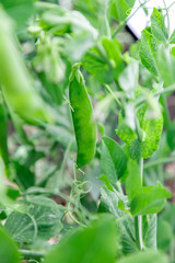 Fresh bright green pea pods on a plants in a vegetable  garden. Growing peas outdoors and blurred sunny background..
