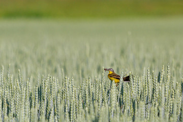 yellow wagtail with insects in its beak among wheat