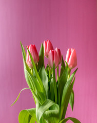 Fresh pink tulip bouquet under natural light in blossom against a pink background