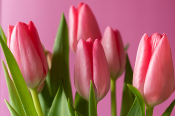 Fresh pink tulip bouquet under natural light in blossom against a pink background close up