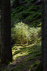 Sapinière, futaie irrégulière, Alsace, massif vosgien, France