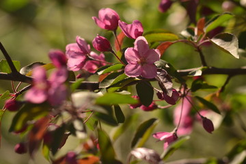 Spring flowers. Blooming apple tree