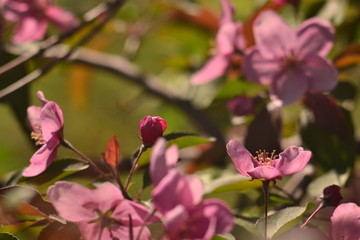Obraz premium Spring flowers. Blooming apple tree