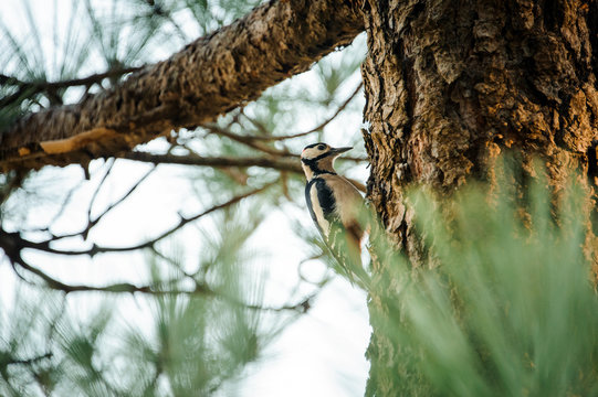 Close-up of woodpecker sitting on a tree in forest