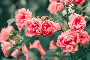 pink rose flowers on a Bush on a background of green foliage,