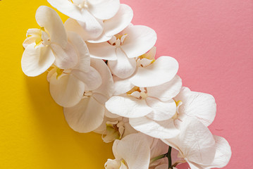 fresh white orchid on the color background