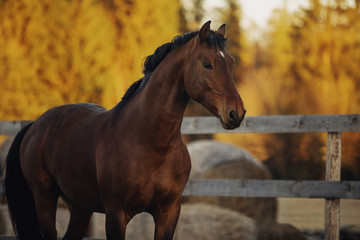 Portrait of bay horse