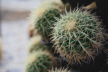 Prickly pear cactus closeup. Garden of exotic plants. herbal medicine