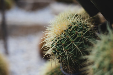 Prickly pear cactus closeup. Garden of exotic plants. herbal medicine